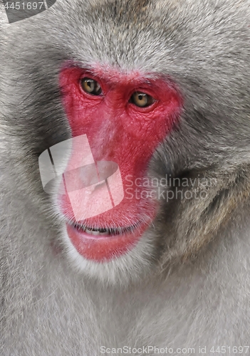 Image of Japanese macaque Portait