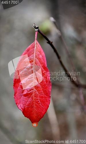 Image of the red leaf