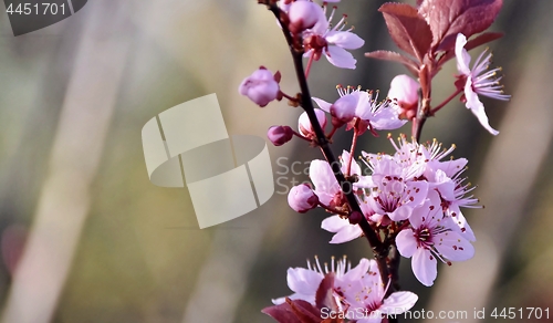 Image of pink Japanese cherry blossoms