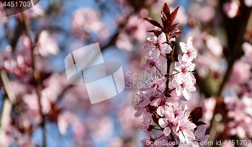 Image of pink Japanese cherry blossoms