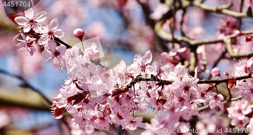 Image of pink Japanese cherry blossoms