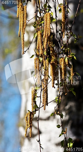 Image of blooming Birch in Spring