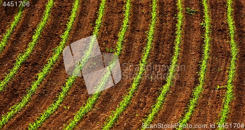 Image of Maize field in Spring sunlight