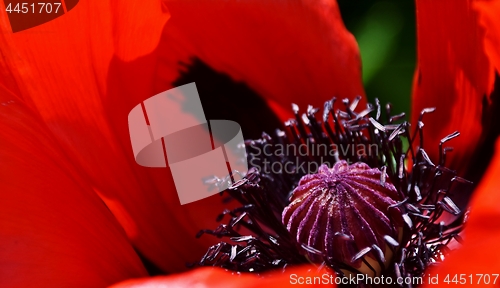 Image of Poppy in sunlight
