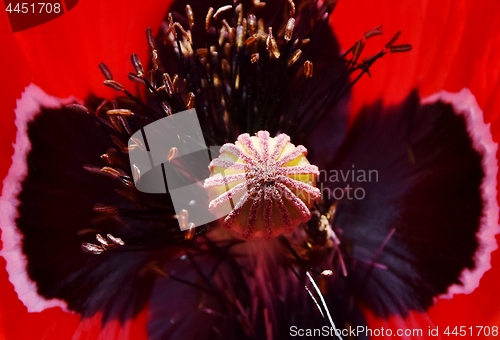 Image of Poppy in sunlight