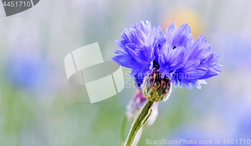 Image of beautiful blue Cornflower