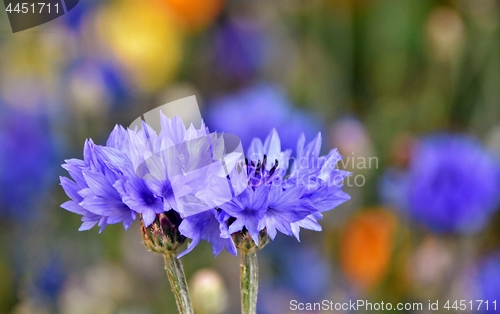 Image of beautiful blue Cornflowers