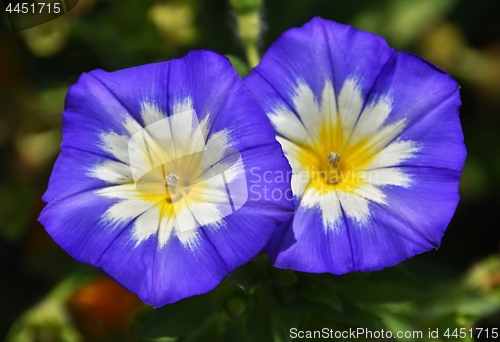 Image of beautiful Heavenly Blue