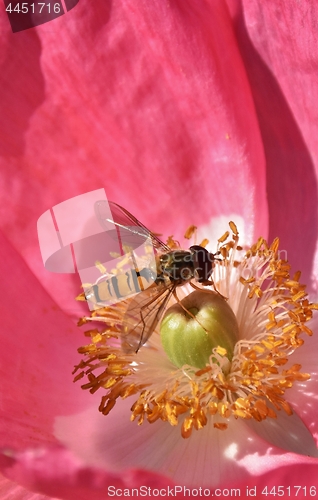 Image of Hoverfly on a pink blossom