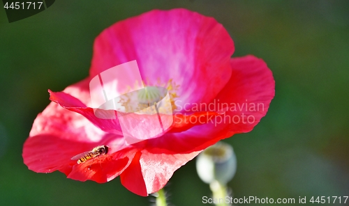 Image of Hoverfly on a pink blossom