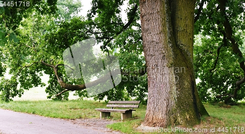 Image of beautiful old Oak Tree