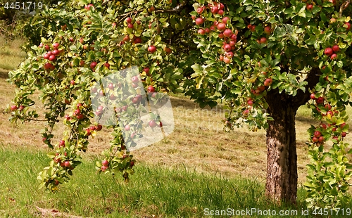 Image of Apple Tree with red Apples