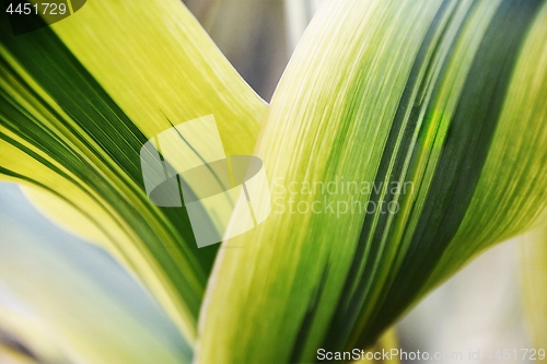 Image of beautiful green and yellow leaves