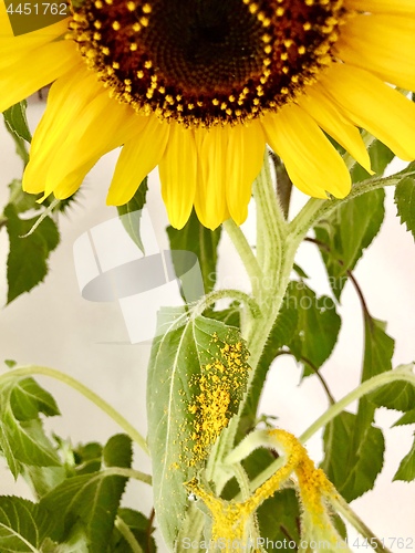 Image of sunflower losing its pollen