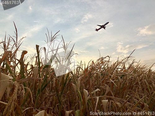Image of Airplane departing over dry cornfield