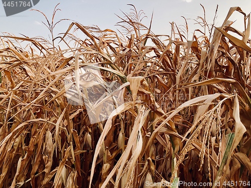 Image of dry cornfield in autumn