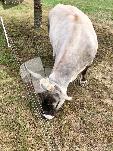 Image of Grauvieh cow used for plow pulling