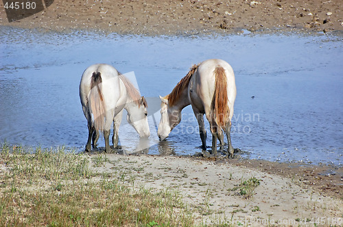 Image of White horses