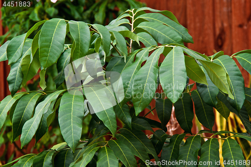 Image of close up of Longan fruit tree