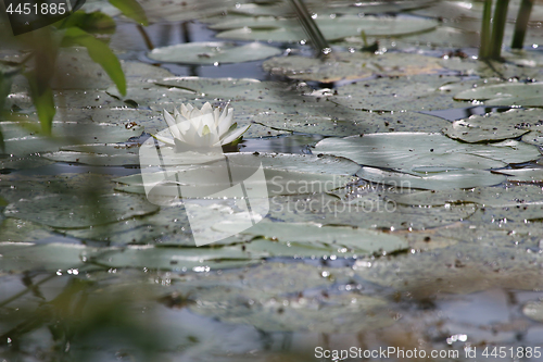 Image of White Water Lily