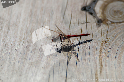 Image of Dragonfly on a wooden board