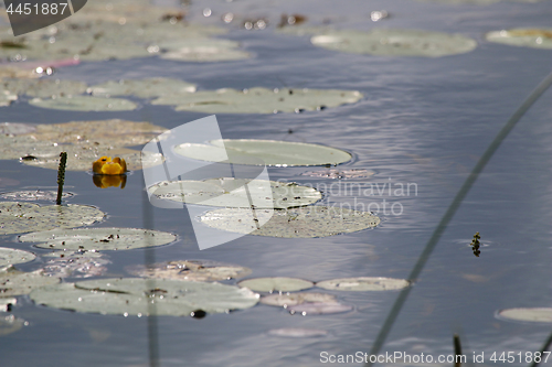 Image of Water Lily leaves