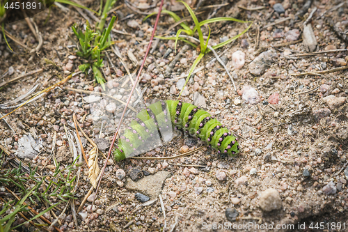 Image of Small Emperor Moth caterpillar in neon green colors