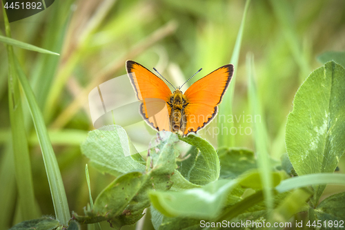Image of Orange Scarce Copper butterfly (Lycaena virgaureae)