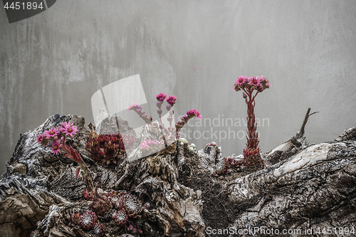 Image of Surreal flowers in violet colors looking alien