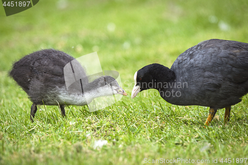 Image of Eurasian coot feeding a chicken on green grass