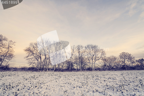 Image of Winter landscape with barenaked trees