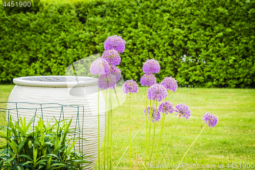 Image of Allium Giganteum flowers in a garden