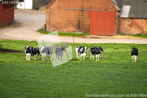 Image of Cows on a row on a rural green field