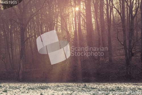 Image of Sunlight shining through the trees in a forest