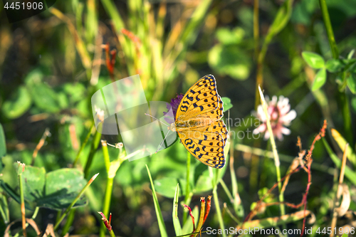 Image of Argynnis adippe aka High brown fritillary butterfly