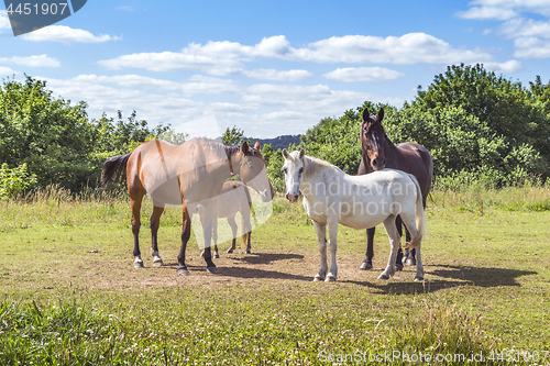 Image of Group of horses in various colors