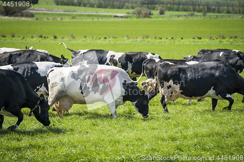 Image of Cow with the danish ecology quality stamp grazing