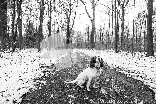 Image of English springer spaniel in a forest