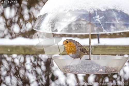 Image of European Robin on a birdfeeder in the winter