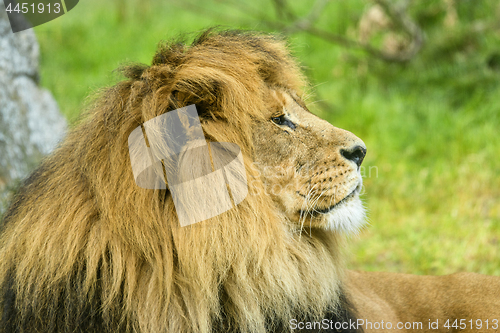 Image of Male Lion with a large mane lying on a field