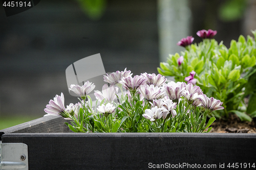 Image of Garden flowers in  black wooden box