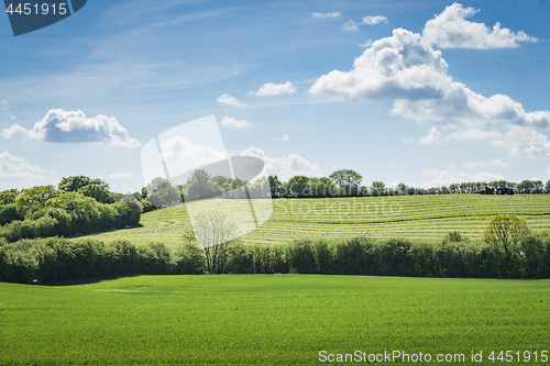 Image of Rural green fields in the spring