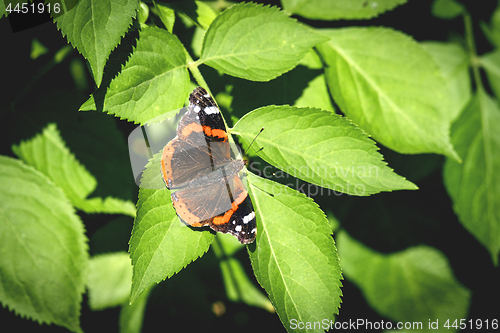 Image of Red Admiral butterfly on a green leaf