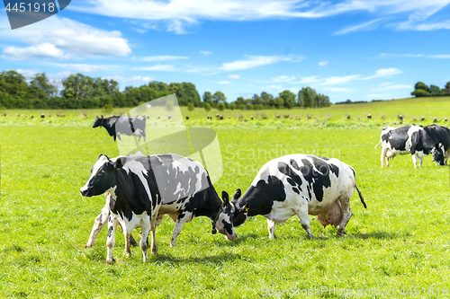 Image of Black and white cattle battle on a green field