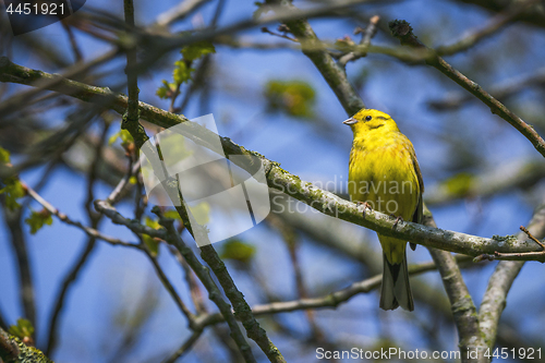 Image of Serinus Serinus bird on a small twig