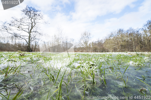 Image of Frozen green grass in a puddle in the winter