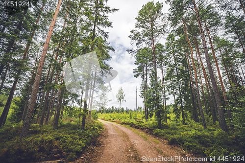 Image of Dirt road running through a pine tree forest