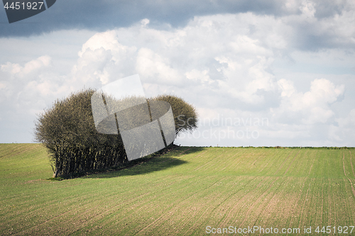 Image of Trees on a row on a field