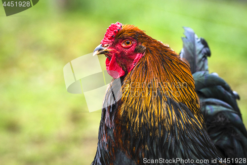 Image of Rooster in beautiful colors on a green background