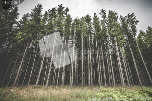 Image of Tall pine tree forest with spooky withered branches 